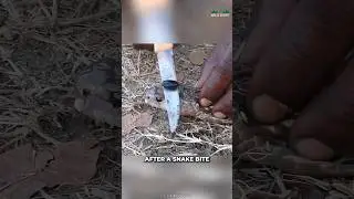 The Reality Of Snake Stone