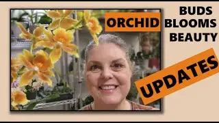 ORCHID GROWTHS IN MY ORCHID ROOM, SEPTEMBER 2022