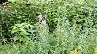 Всходы Иван-чая 🌺 из семян - на подоконнике! Часть 2. (Russian tea).