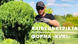 Ялівець Стрікта. Топіарна форма 