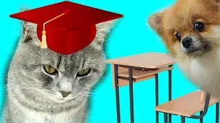 Школа котов и собак. Кот Макс не хочет учится. С озвучкой