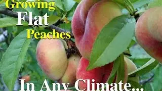 Growing Flat Peaches Fruit Tree Variety