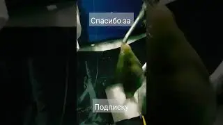 поклевка