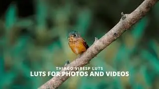 Cinematic Film LUTs for Photoshop, Premiere Pro, LumaFusion, Final Cut Pro, Davinci Resolve and More