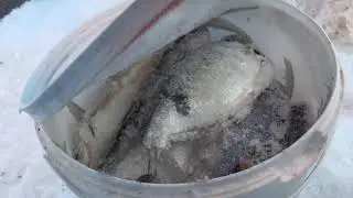 Бешенный клёв густеры