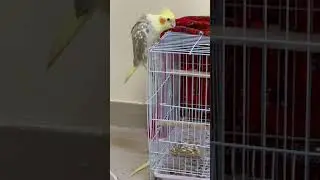 My cockateil remove his feathers 🪶 what is the reason? What is your taught?