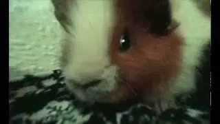 Creepy Guinea Pig Stares Into Your Soul!