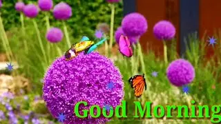 Mix Good Morning Video - WhatsApp