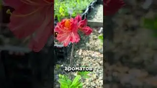 Дзен сад с азалией Juanita