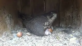 Paradoxes of planting eggs 2023.Парадокси насиджування   яець 2023р.
