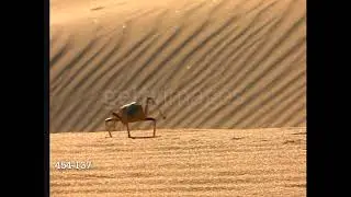 Baby Einstein Stock Footage - Nara Cricket 3