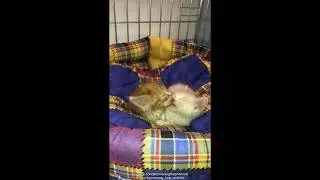 Самые милые котята :)