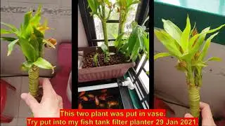 Try to Save this 2 plant