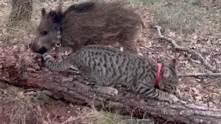 Gato afila uñas en el bosque junto a su amigo el joven jabalí.