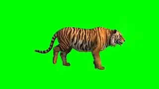 tiger green screen