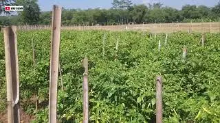 Tanaman Cabai rawit tanpa mulsa