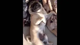 WARNING..! This pug can snore man!! Cute