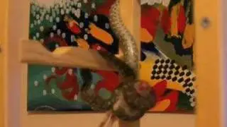 Irwin the Python hanging feed - Time Lapse