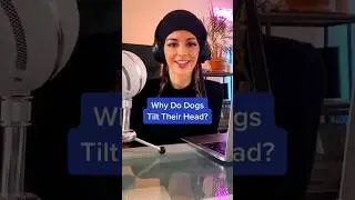Why Do Dogs Tilt Their Head (& 2 Other Common Dog Behaviors Explained 🤯) #shorts
