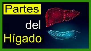 🔵 PARTES DEL HÍGADO y su Función ✔️