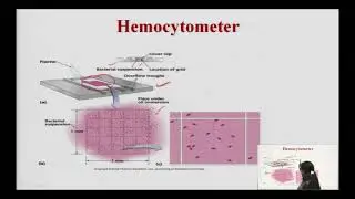 Quantitative Measurement of Bacterial Growth (Total & Viable Count)