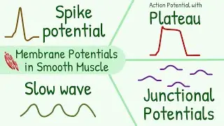 Membrane Potentials in Smooth Muscle  || Spike Potential, Plateau, Slow Wave, Junctional Potential