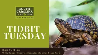 Box turtles with Ranger Stacy at Sesquicentennial