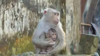 adorable monkey in sovanna team review