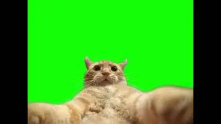 Cat Taking a Selfie Photo - Green Screen