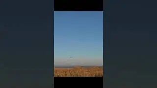 Красивый налёт белолобых гусей на чучела и манок🤗