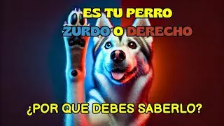 🐶 ¿Tu perro es ZURDO o DIESTRO? La RESPUESTA podría SORPRENDERTE 🐾🧠