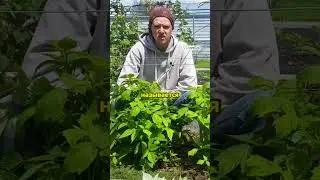 Советы по уходу за малиной для лучшего урожая #огород #сад #малина