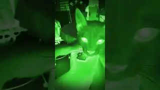 gato cantando eskibidi toilet