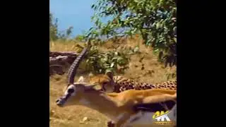 Cheetah chasing prey