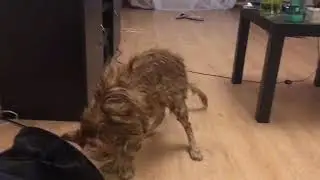 Помыли котика)))