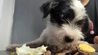 MY DOG FIRST MUKBANG  IM SHOCK 🤤