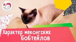 5  особенностей характера меконгских бобтейлов