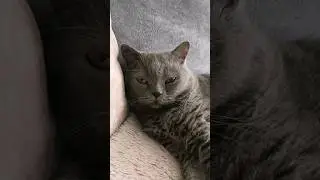 Я ЖИВУ У КОТА ЭТО КАК