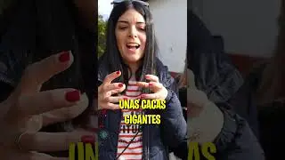 ERIZOS y JABALÍES en Villa Tremending