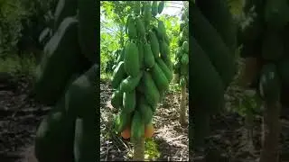 CULTIVO DE PAPAYA