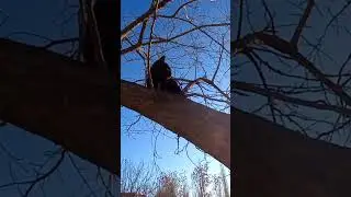 ЧОРНИ КОШКА