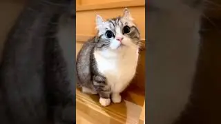 кошка говорит бананчики 