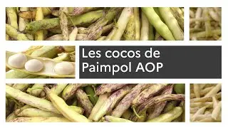 Un produit, un territoire : le coco de Paimpol