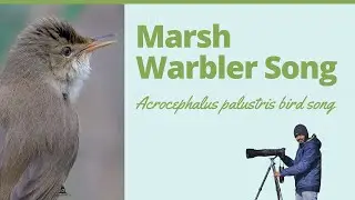 Marsh Warbler song