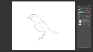How to draw a bird