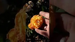 Первый цветок розы Сагиттариус 🌹