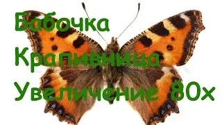 Бабочка Крапивница | Под микроскопом | Увеличение 80х