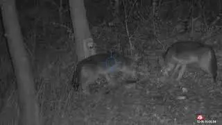 2 Yotes