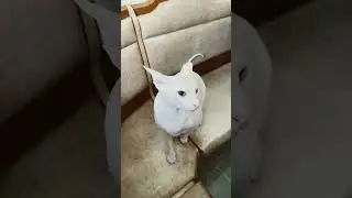 Semen😂😂😂 The cat moves and you can’t hear him😂😂😂#cat #sphinxcat