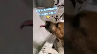 Ну и длинный у Добби язычок😂 #галиналубинская #джекрассел #собаки